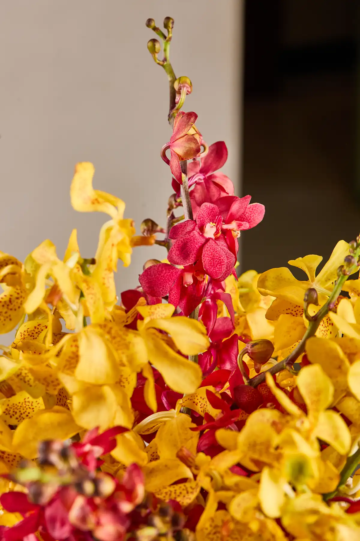 Orchid Delight Basket - Image 5
