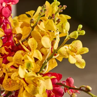 Orchid Delight Basket - Image 4