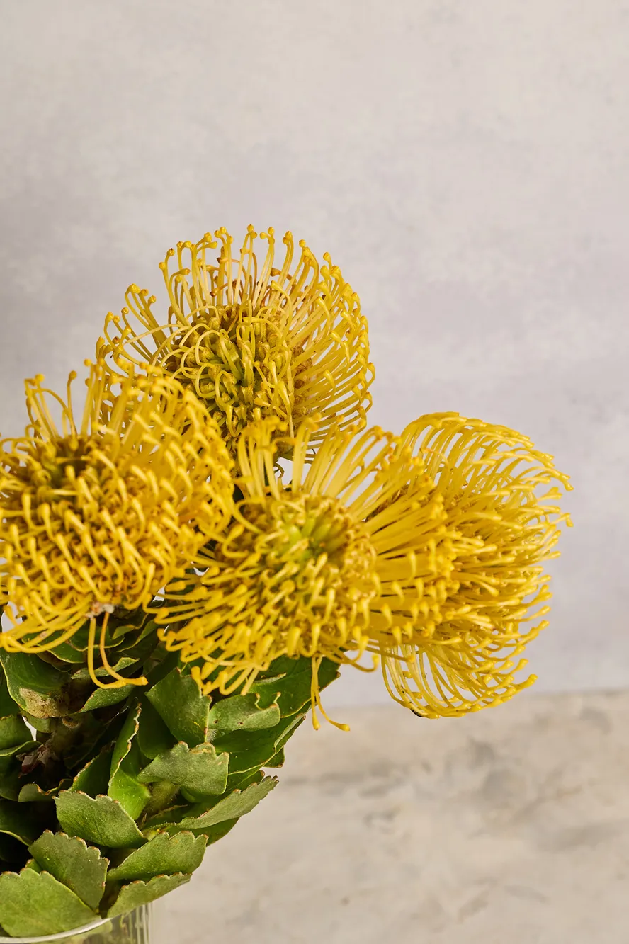 Pin Cushion - Image 3