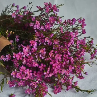 Wax flowers