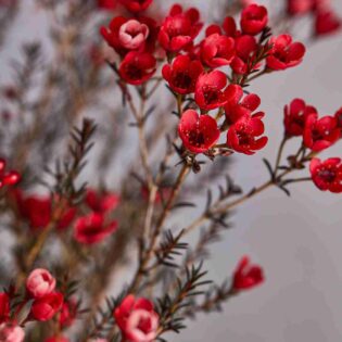 Wax flowers - Image 4