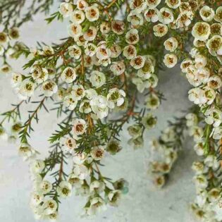 Wax flowers - Image 2