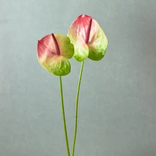 Anthurium - Image 2