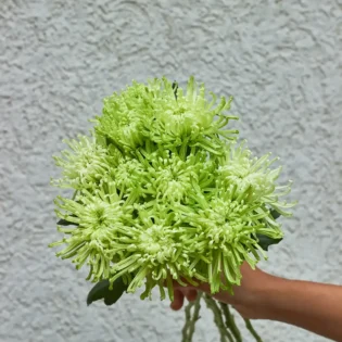 Spider Mum - Image 3