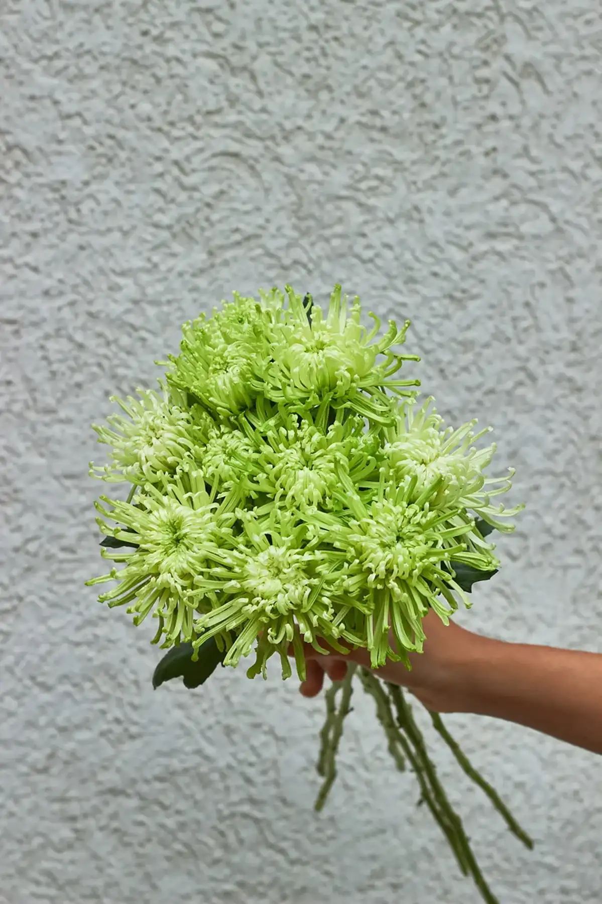 Spider Mum 3 Spider Mum - Image 3