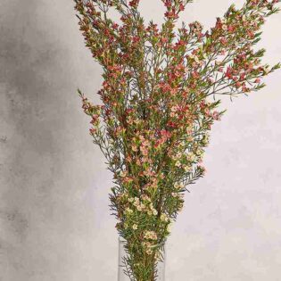 Wax flowers - Image 6