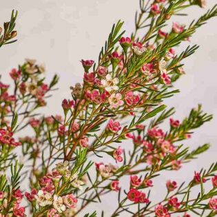 Wax flowers - Image 5