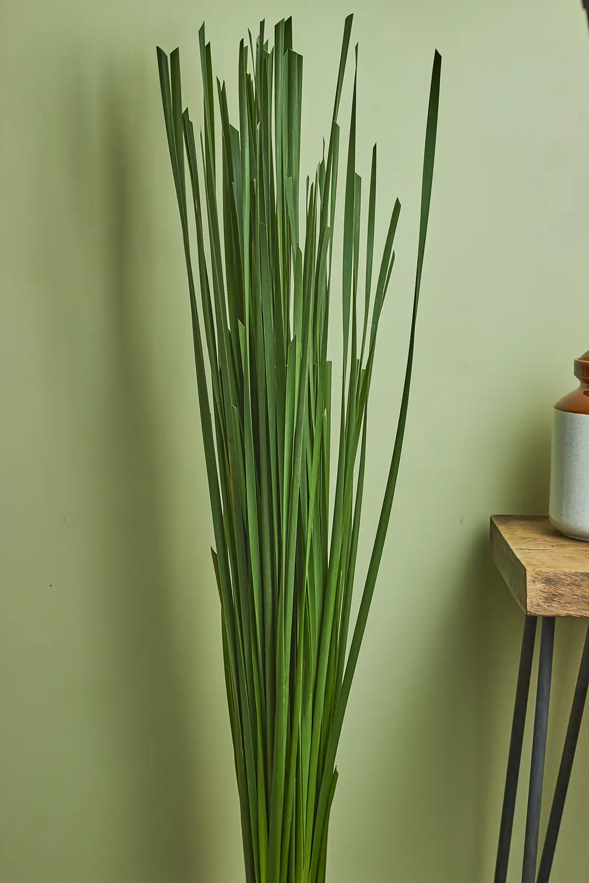 Rambaan 2 Fresh Rambaan stems closeup photo - it is premium eco-friendly flower delivery Mumbai.