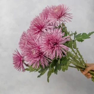 Spider Mum - Image 6