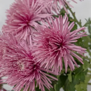 Spider Mum - Image 5