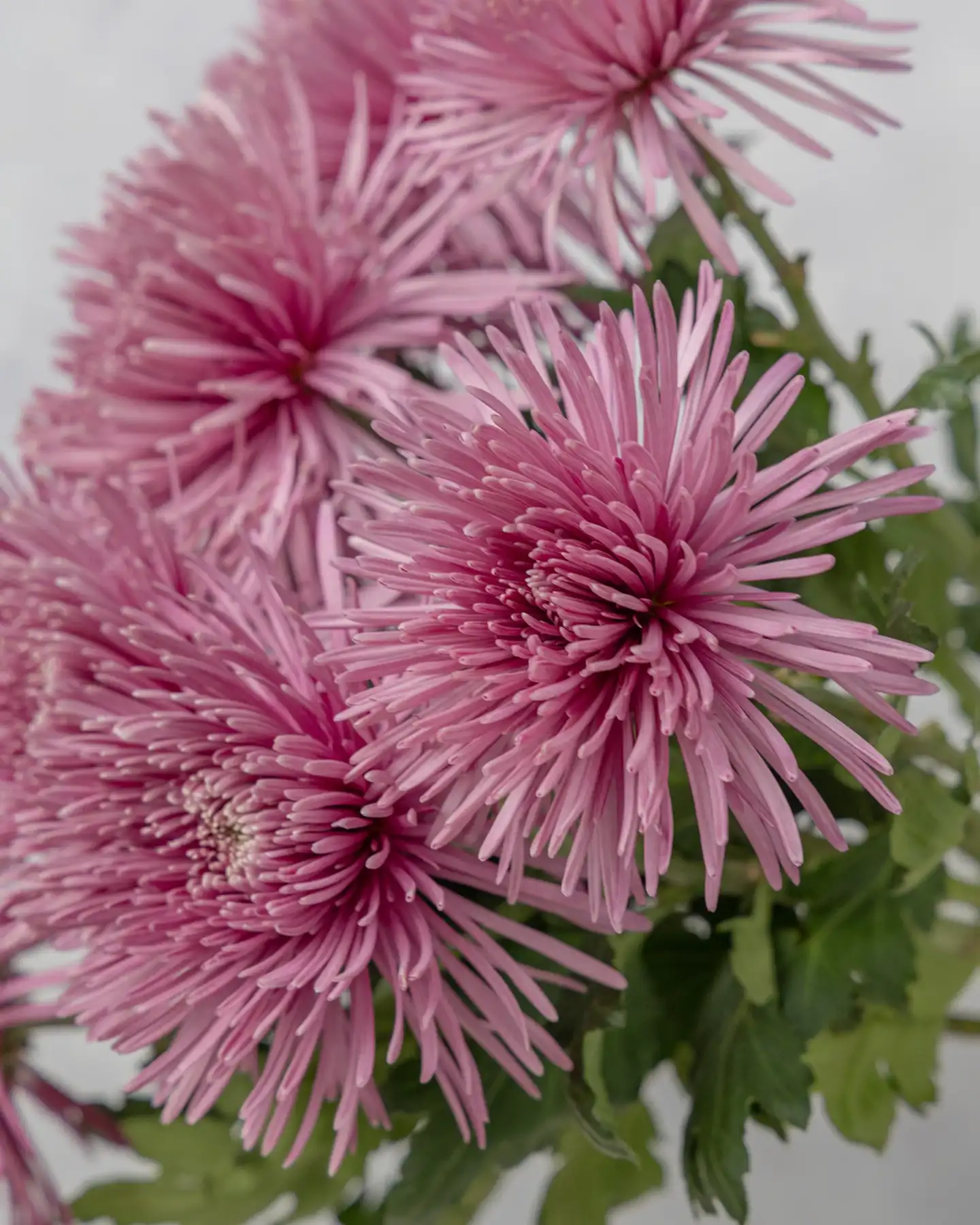 Spider Mum 5 Spider Mum - Image 5
