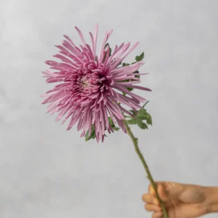 Spider Mum