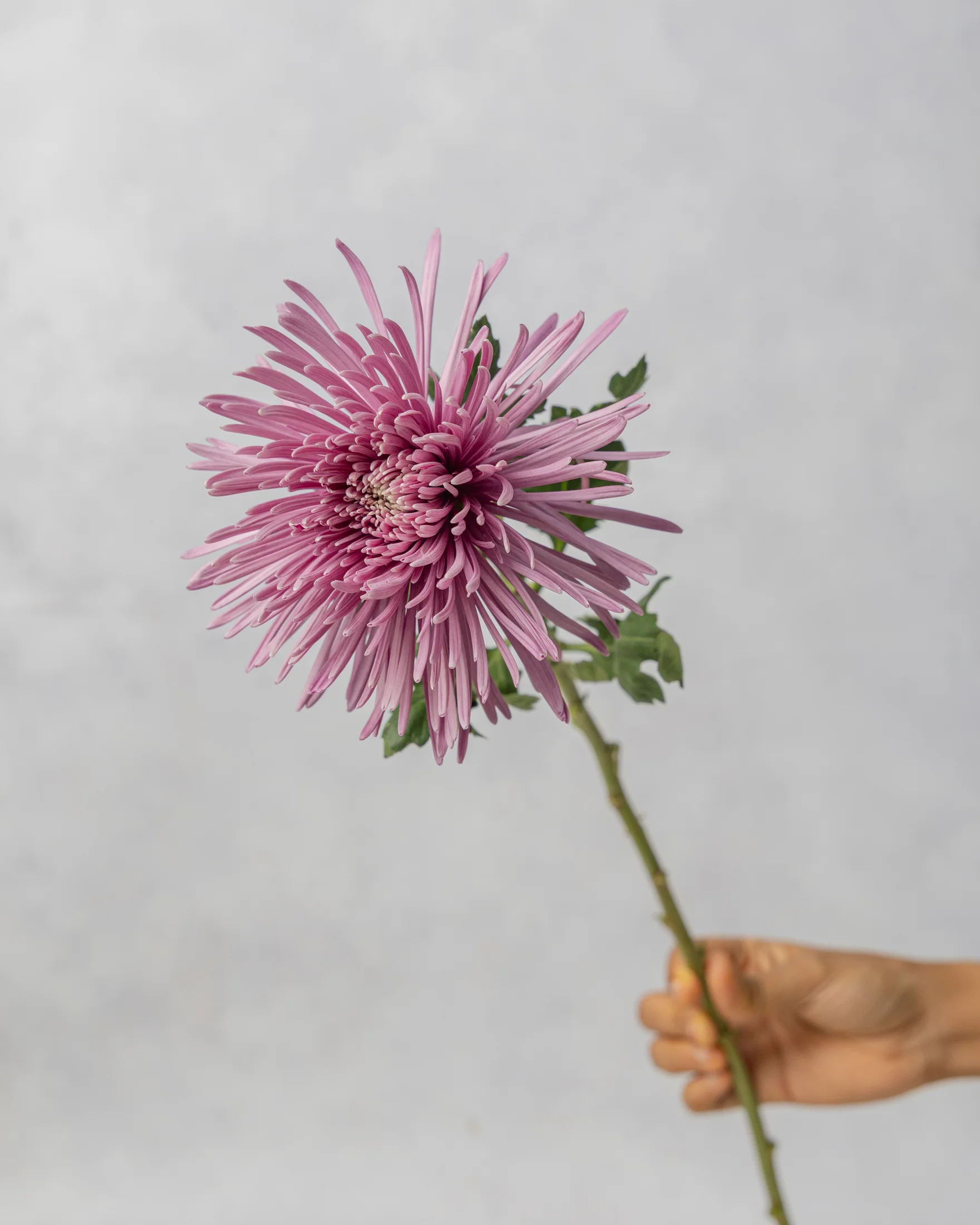 Spider Mum 1 Spider Mum