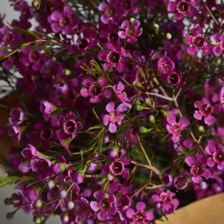 Wax flowers - Image 3