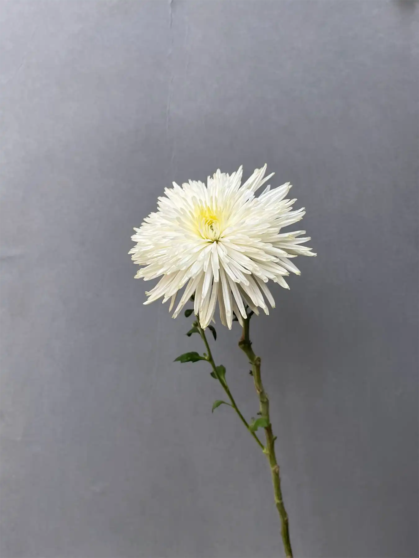 Spider Mum 2 Spider Mum - Image 2