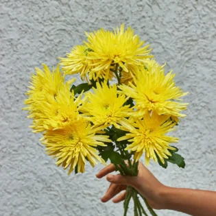 Spider Mum - Image 4