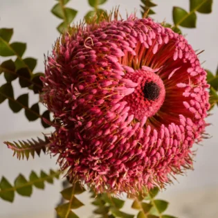 Banksia - Image 2