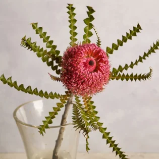Banksia