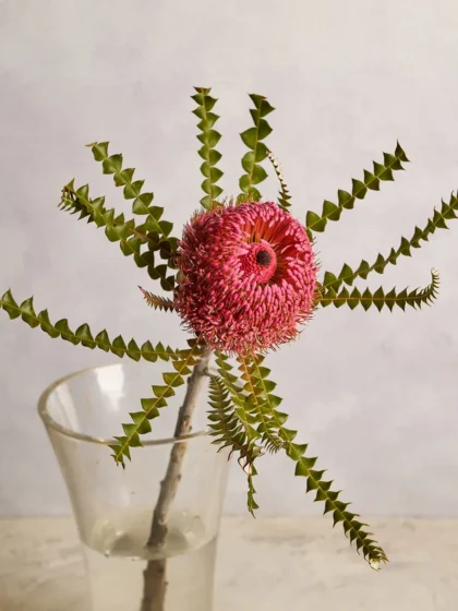 Banksia