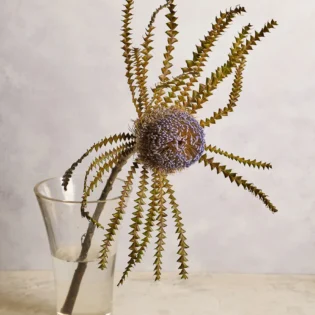 Banksia - Image 4