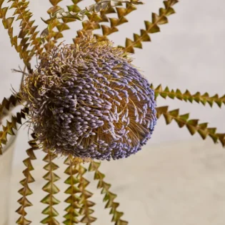 Banksia - Image 3
