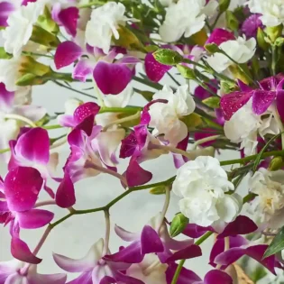 Orchids Galore - Image 4