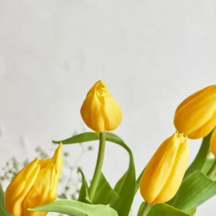 Tulip Delight - Image 4