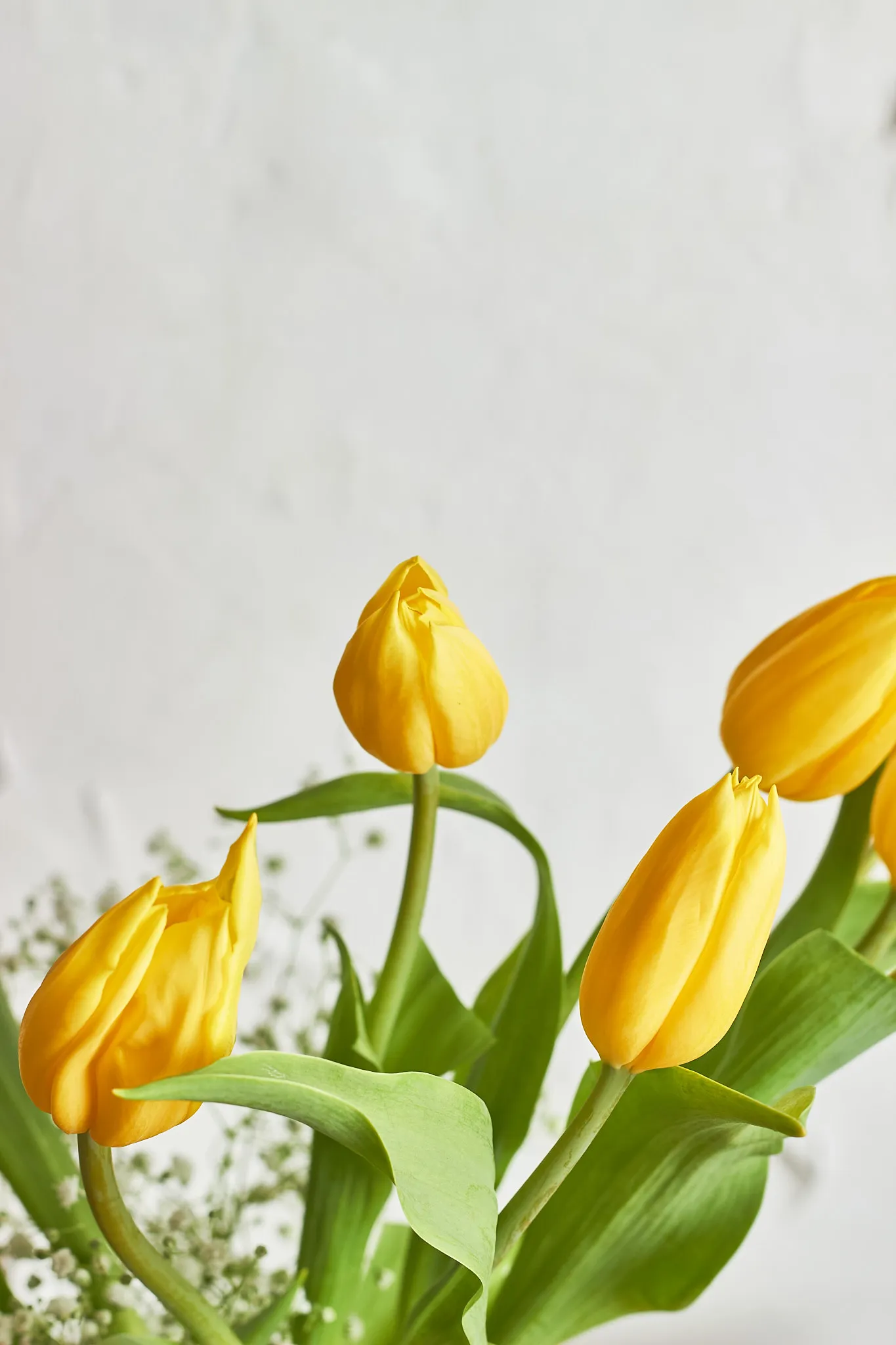 Tulip Delight - Image 4