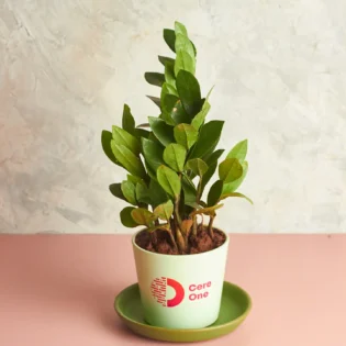 ZZ Plant - Image 2