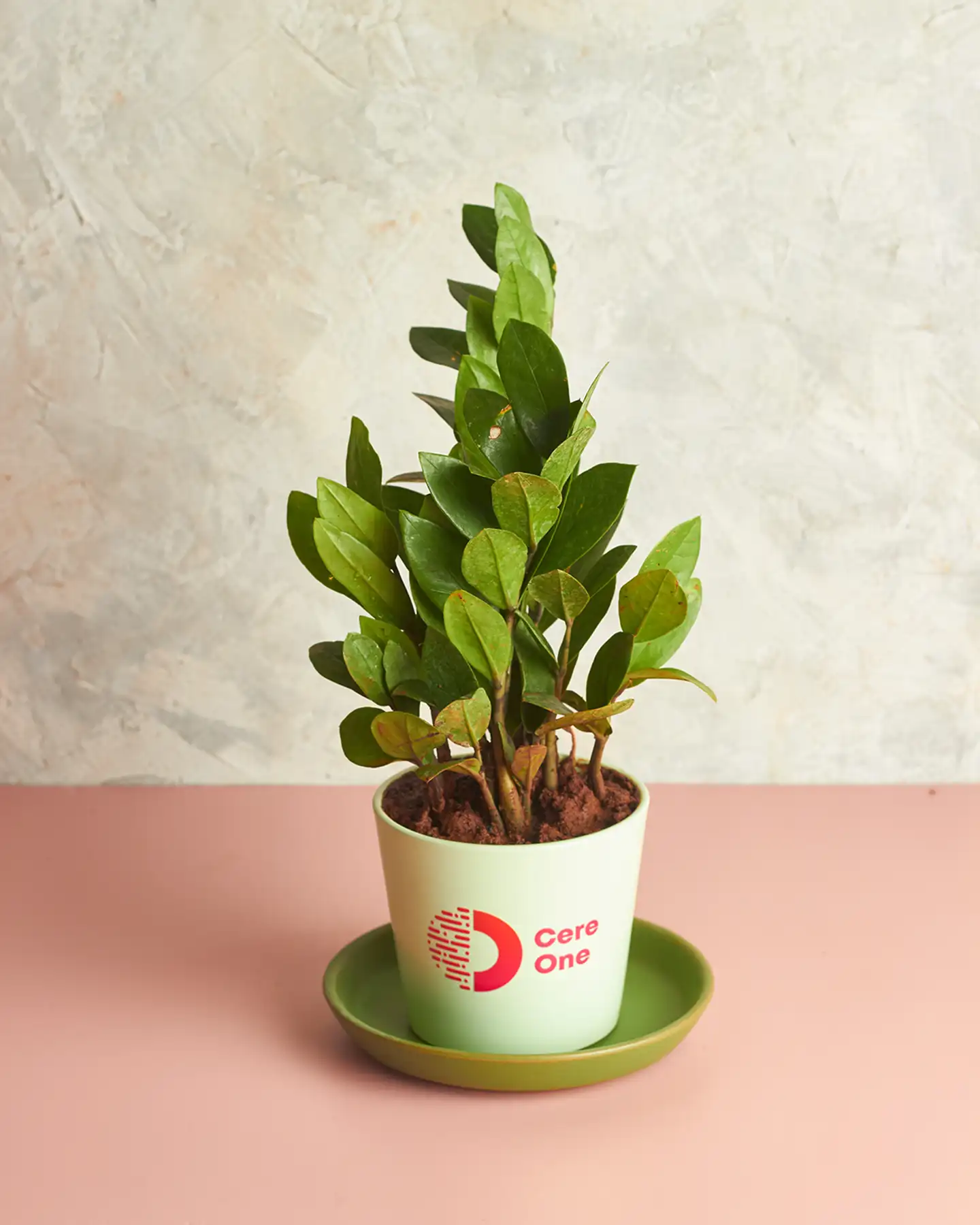 ZZ Plant - Image 2