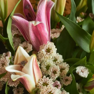 Bonjour Lily - Image 2