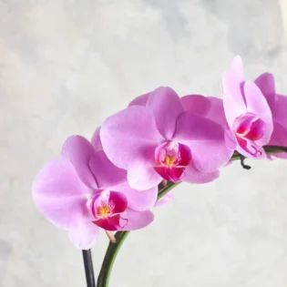 Phalaenopsis orchids - Image 2
