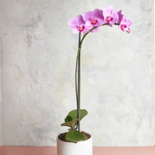 Phalaenopsis orchids