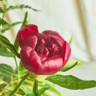Peonies - Image 4