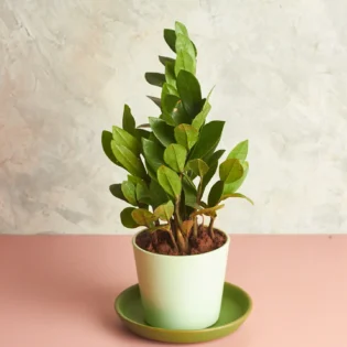 ZZ Plant