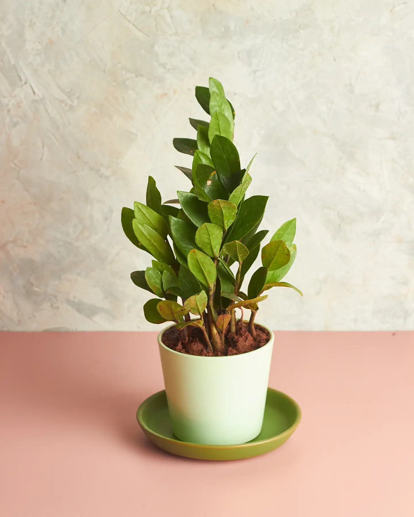 ZZ Plant