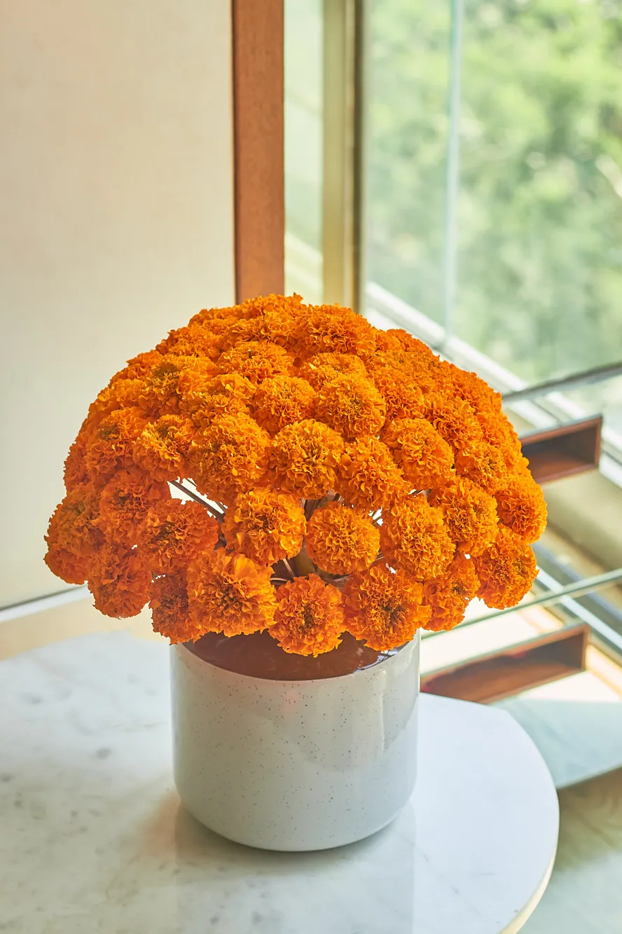 Festive Bloom
